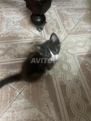 Chaton à adopter - 2