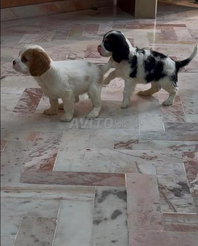 Chiot femelle Cavalier King - 2