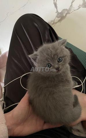 Chatons British shorthair - 2