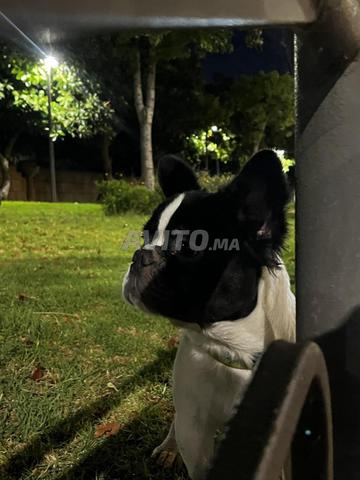 Bouledogue Câlin - 2