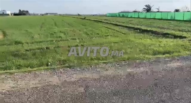 أراضي ومزارع مرخصة في بير الجديد للاستثمار - 2