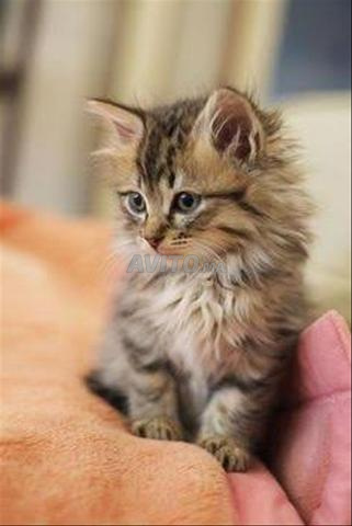 Bébé chaton Scotch Straight British - 2