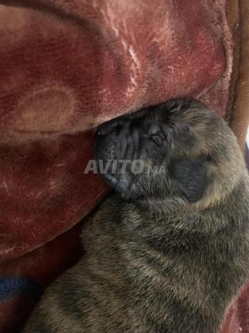 Chiot Cane Corso - 2