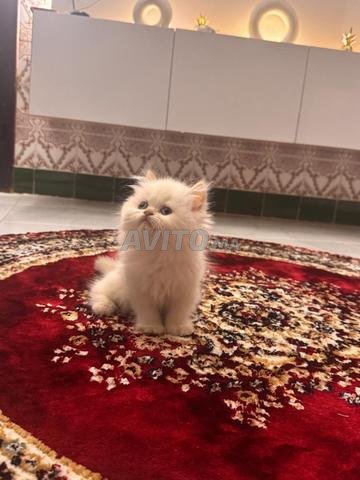 قطط فارسية هملايا عمر شهرين - 2