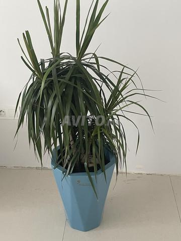 Arbre naturel dans un pot en céramique - 2