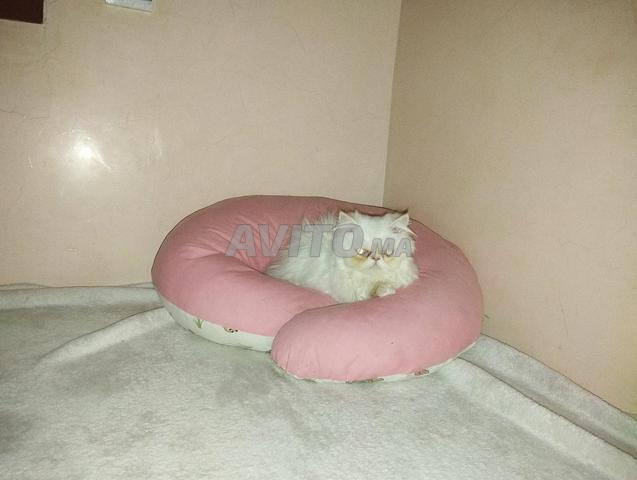 قطة فارسية جميلة للتبني.