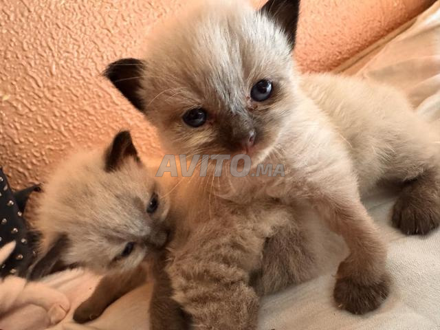 Chat siamois pur - 2