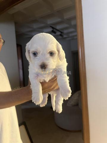 Bichon maltais pure race - 2