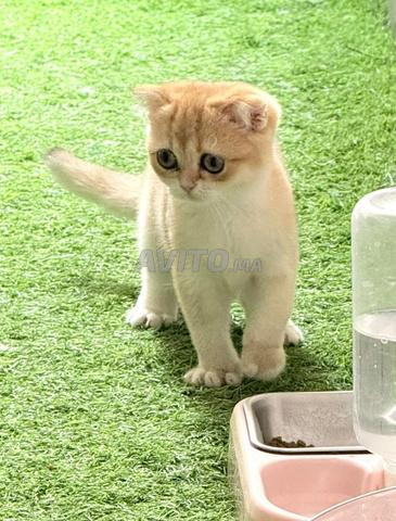 أنثى سكوتش فولد ذهبية - 2