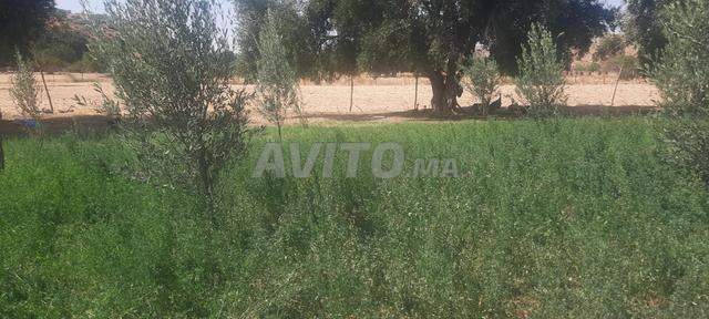 Ferme équipée à vendre, superficie d'un hectare, avec maison, puits et clôture