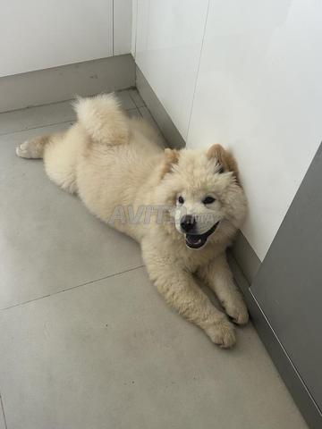 Chow Chow - 2