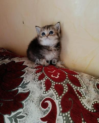 2 chatons Scottish Straight dorés - 2