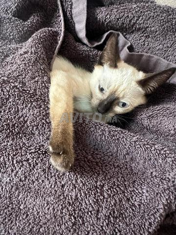 Chatons Siamois - 2
