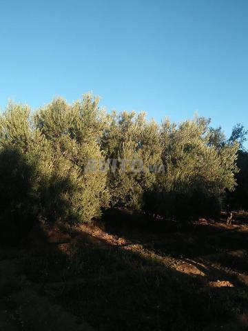 مزرعة للبيع قرب مرجان - 2