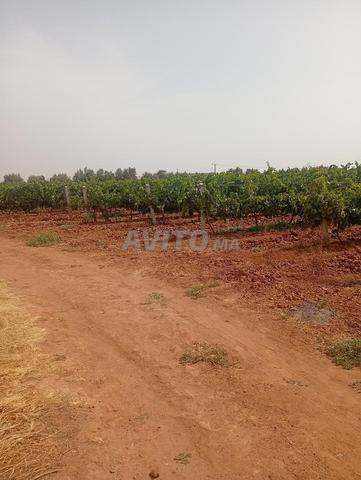 العنب 🍇 للبيع في إقليم سيدي بنور - 2