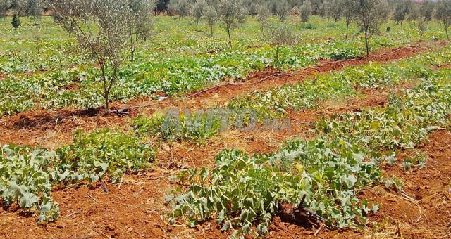 Terrain à vendre 100 millions 2 hectares Ain Tagouit - 2