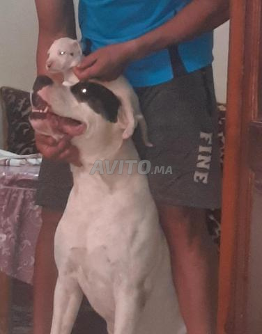 Dogo argentino