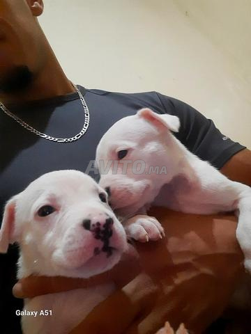 Dogo argentino - 2