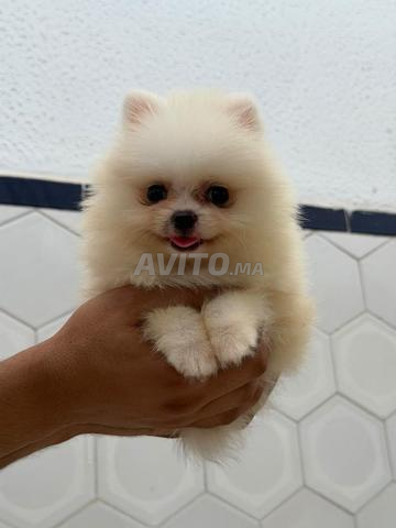 Spitz nain Pomeranian - 2