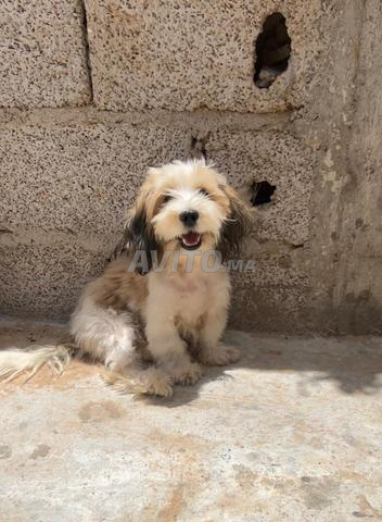 Shih tzu à vendre - 2