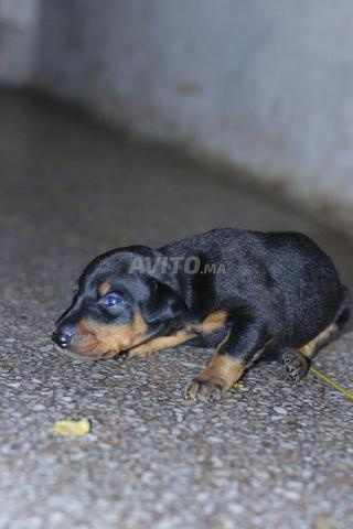 Chiots Doberman à vendre - 2