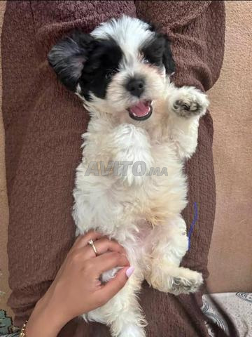 Bichon Havanais