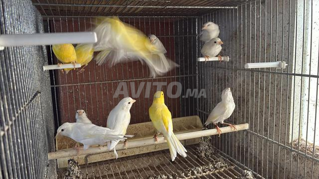 سلالة مالينوا الكناري النقية - 2