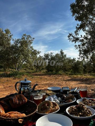 مزرعة مسجلة سيدي علي بن صغير