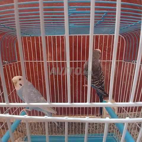 2 oiseaux perruches avec cage - 2