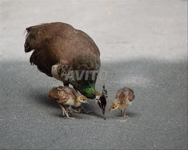 بيع صغار الطاووس - 2
