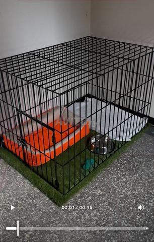 Cage pour chien Rottweiler spacieuse (en fer) - 2