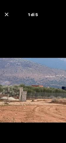 Terres agricoles avec oliviers - 2