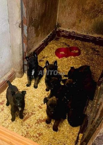 جرو مالينوا رائع فحمى جداً سلالة نقية - 2