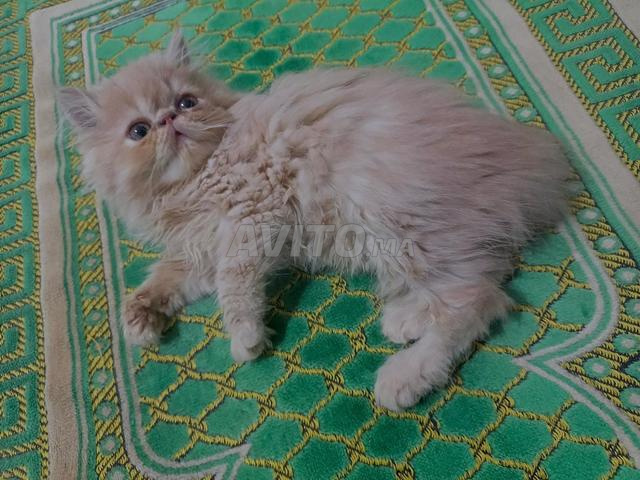 Chaton persan - 2