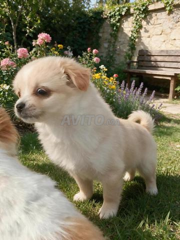 Chiens kishu à vendre - 2