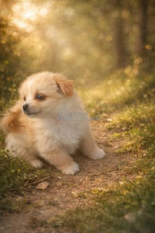 Chiens kishu à vendre