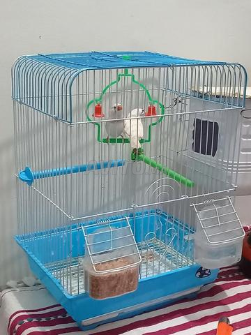 Couple de zèbres avec leur cage - 2