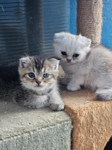 سكوتش فولد - 2