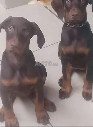 Doberman pure race - 2