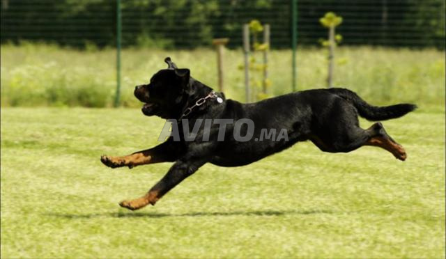 Femelle rottweiler pure race