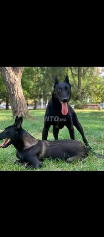 Super femelle malinois très charbonnée