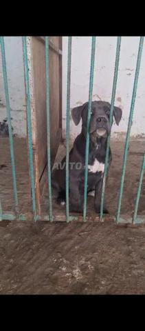 أنثى كاني كورسو رائعة بأوراق نسب - 2