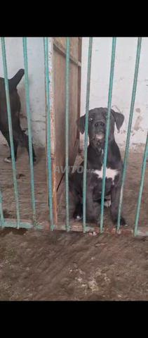 Super femelle Cane Corso avec pedigree