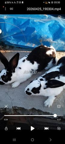 طنجة، حي الشوك