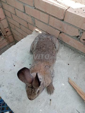 طنجة، حي الشوك - 2