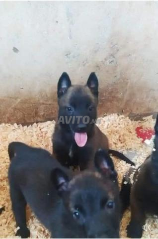 Excellents chiots Malinois Charboni pure race - 2