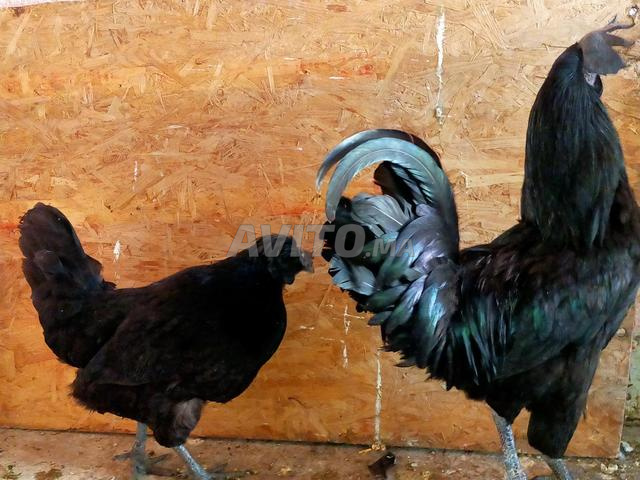 Couple Ayam Cemani
