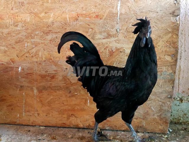 Couple Ayam Cemani - 2