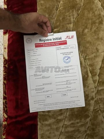 أنثى سبيتز بومرينيان ذات نسب