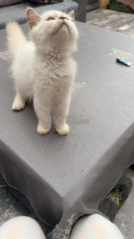 ذكر سكوتش ستريت هايلاند - 2